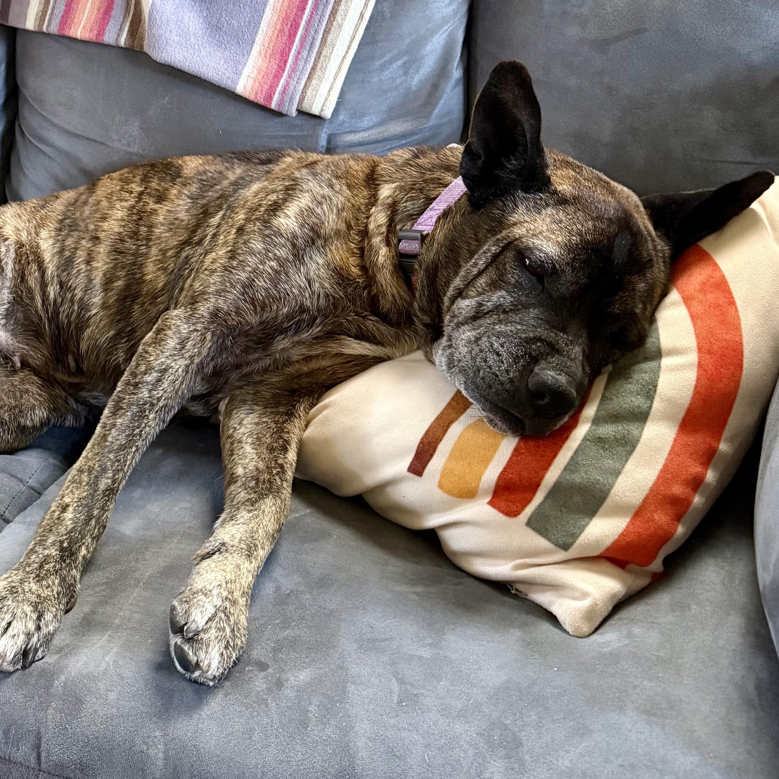 Enlarge Nonna, a ADOPTABLE mixed breed in San Diego, CA image 4/6