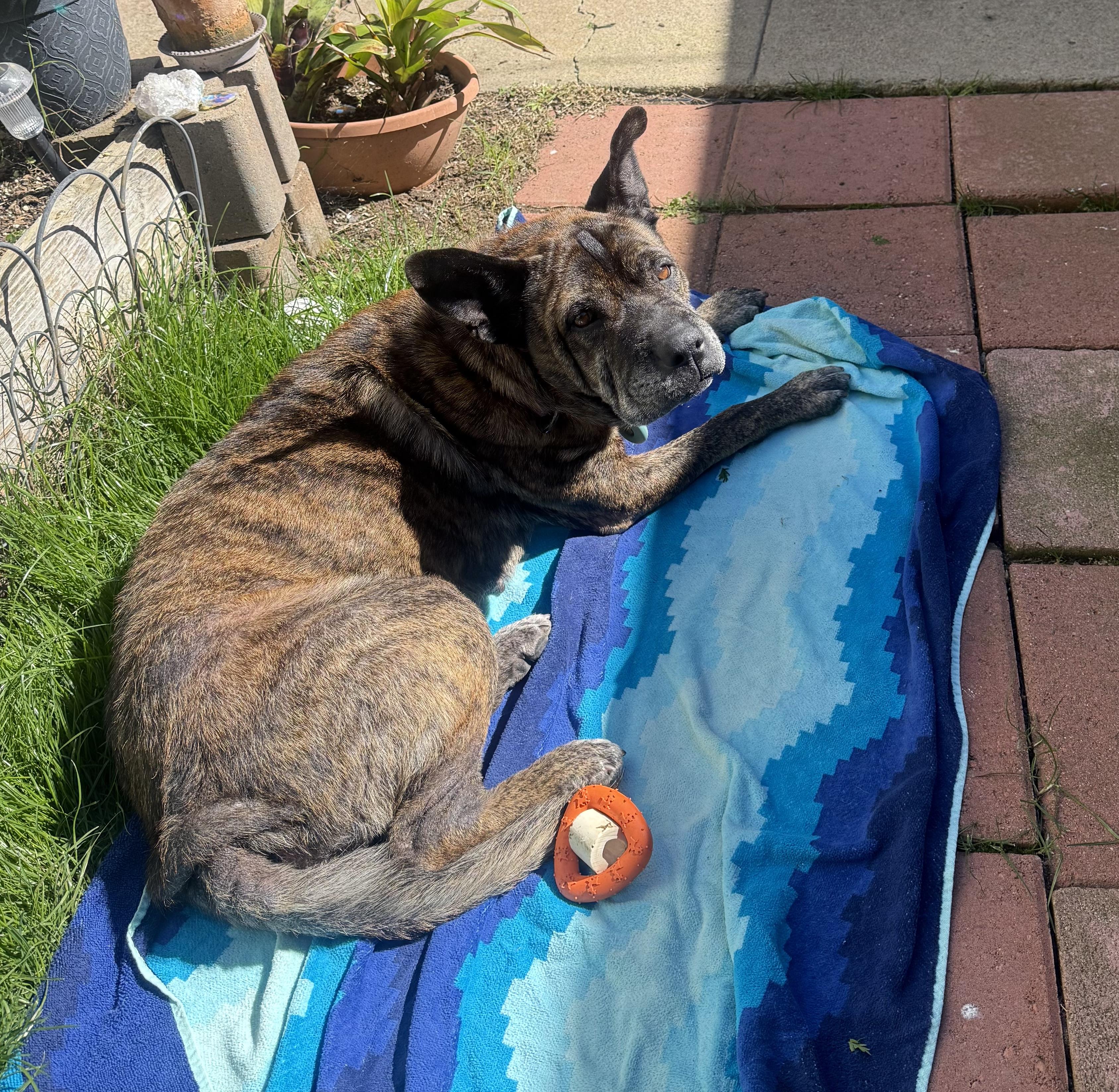 Enlarge Nonna, a ADOPTABLE mixed breed in San Diego, CA image 5/6