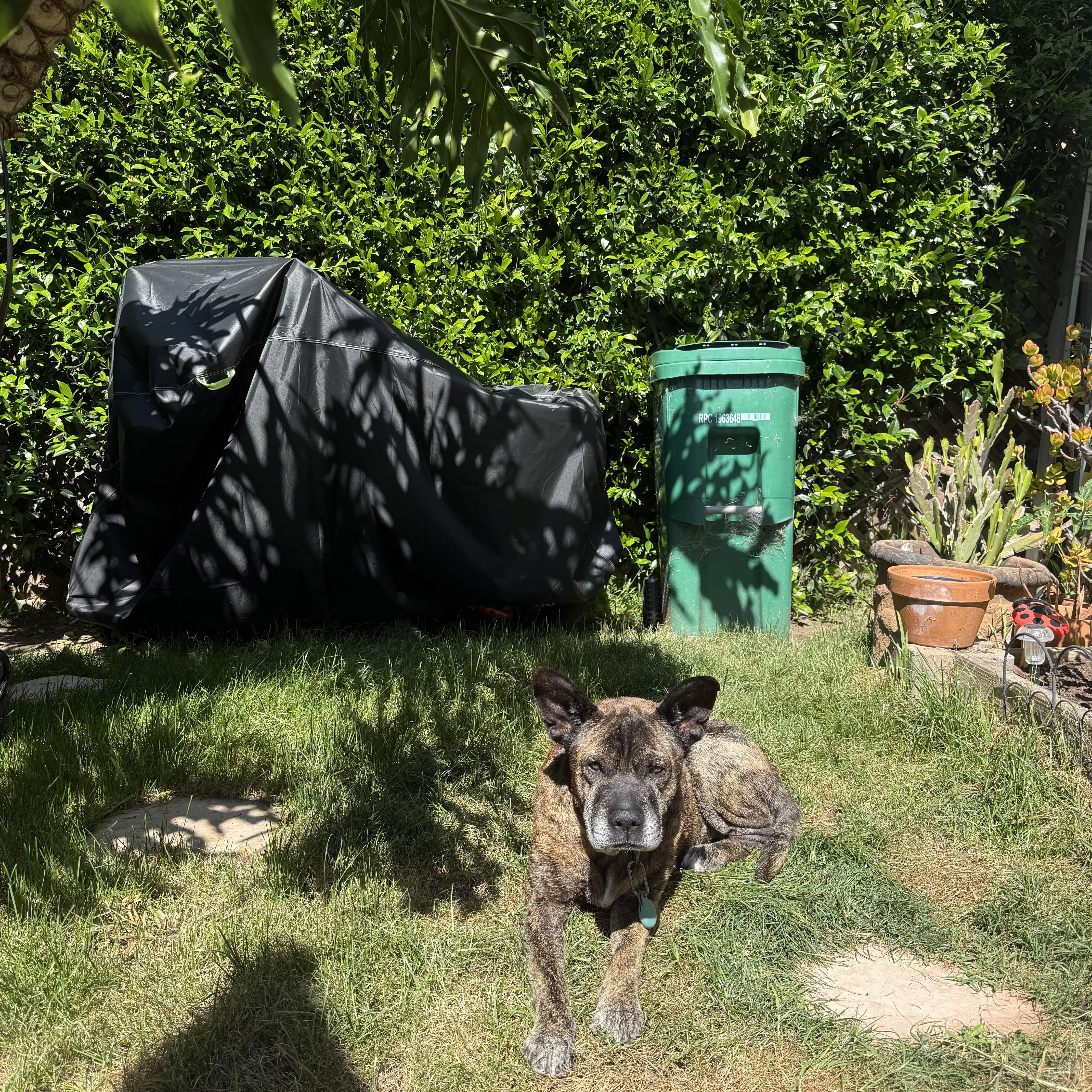 Enlarge Nonna, a ADOPTABLE mixed breed in San Diego, CA image 6/6