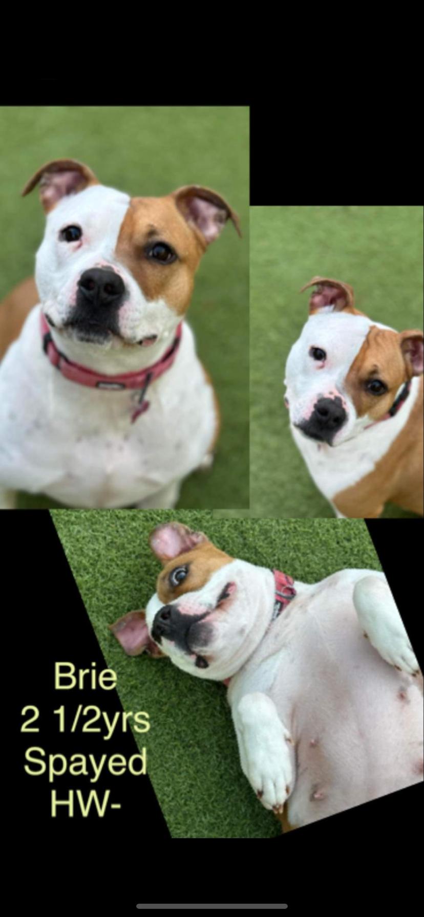Enlarge Brie, a Adoptable mixed breed in Jefferson, TX image 1/1