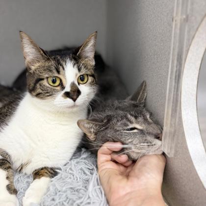Nuri, Adoptable, Adult Female Domestic Short Hair.