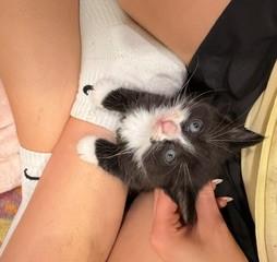 White Stripe and Pickles- LOVES OTHER CATS- In Foster care, adopted, Kitten Female Domestic Short Hair & Tuxedo.