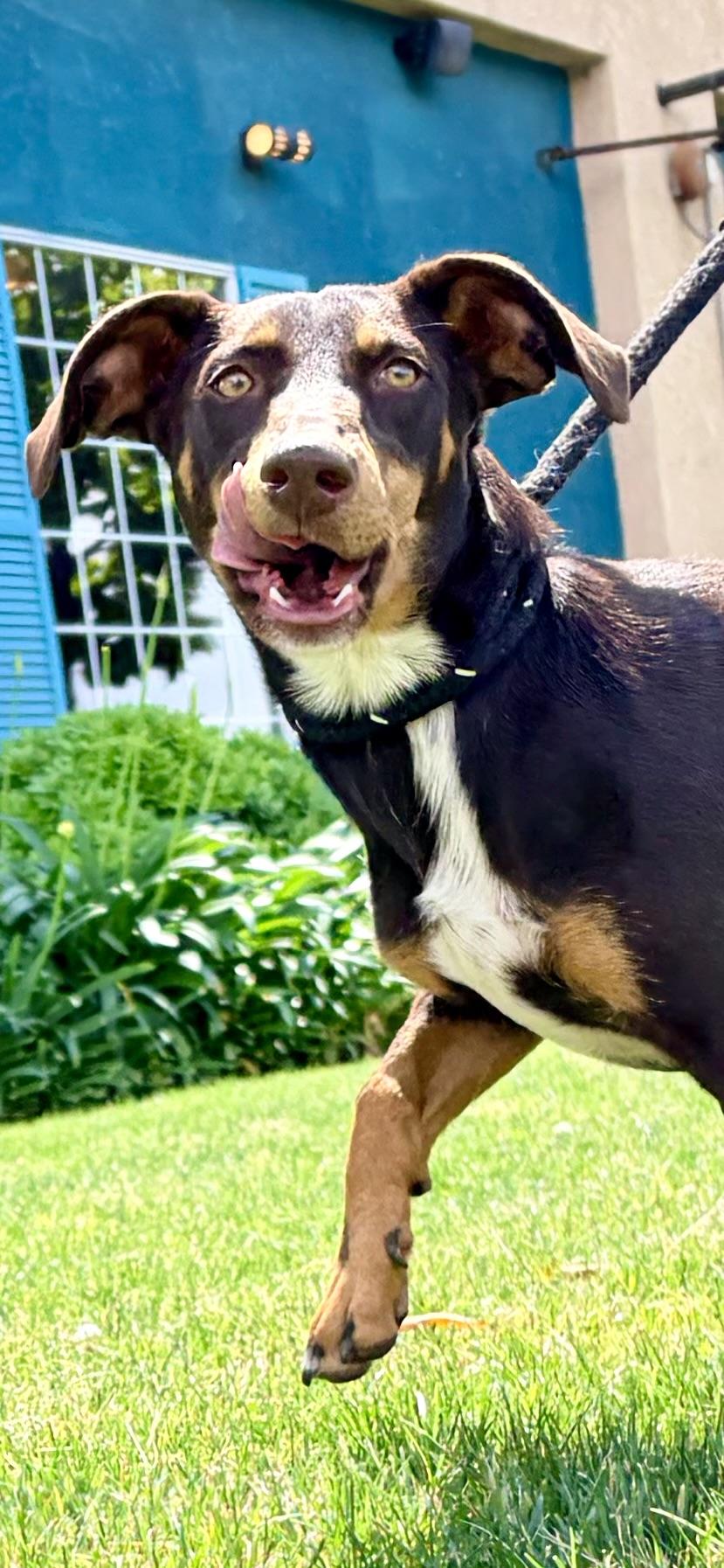 Enlarge Pippa aka Pepper, a ADOPTABLE mixed breed in Bakersfield, CA image 4/6