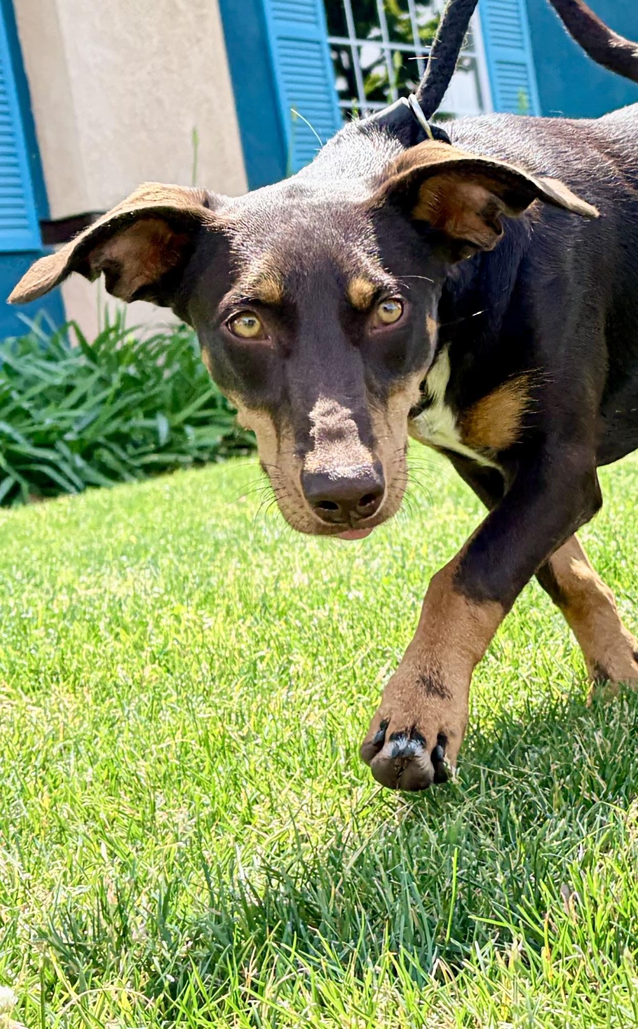 Enlarge Pippa aka Pepper, a ADOPTABLE mixed breed in Bakersfield, CA image 5/6