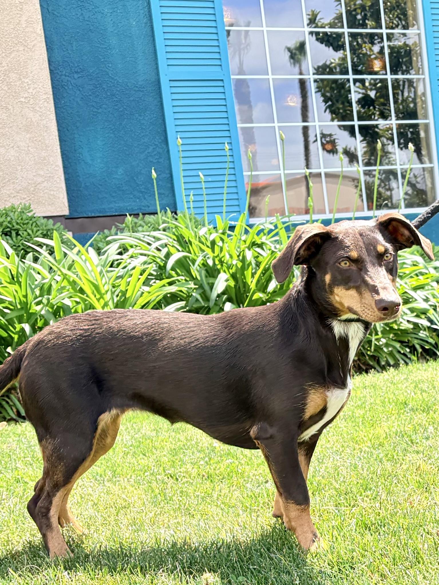 Enlarge Pippa aka Pepper, a ADOPTABLE mixed breed in Bakersfield, CA image 6/6