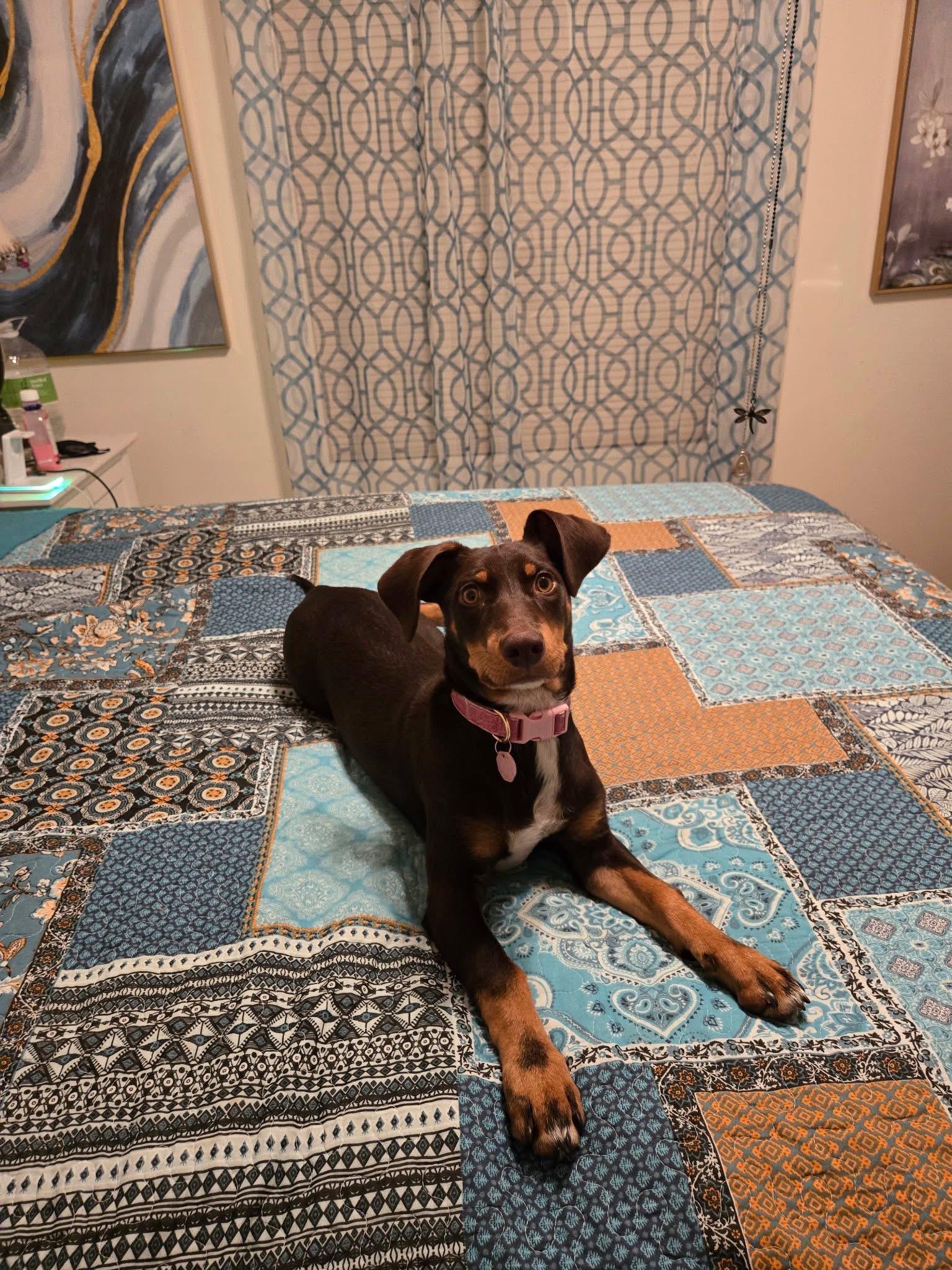 Enlarge Pippa aka Pepper, a ADOPTABLE mixed breed in Bakersfield, CA image 2/3