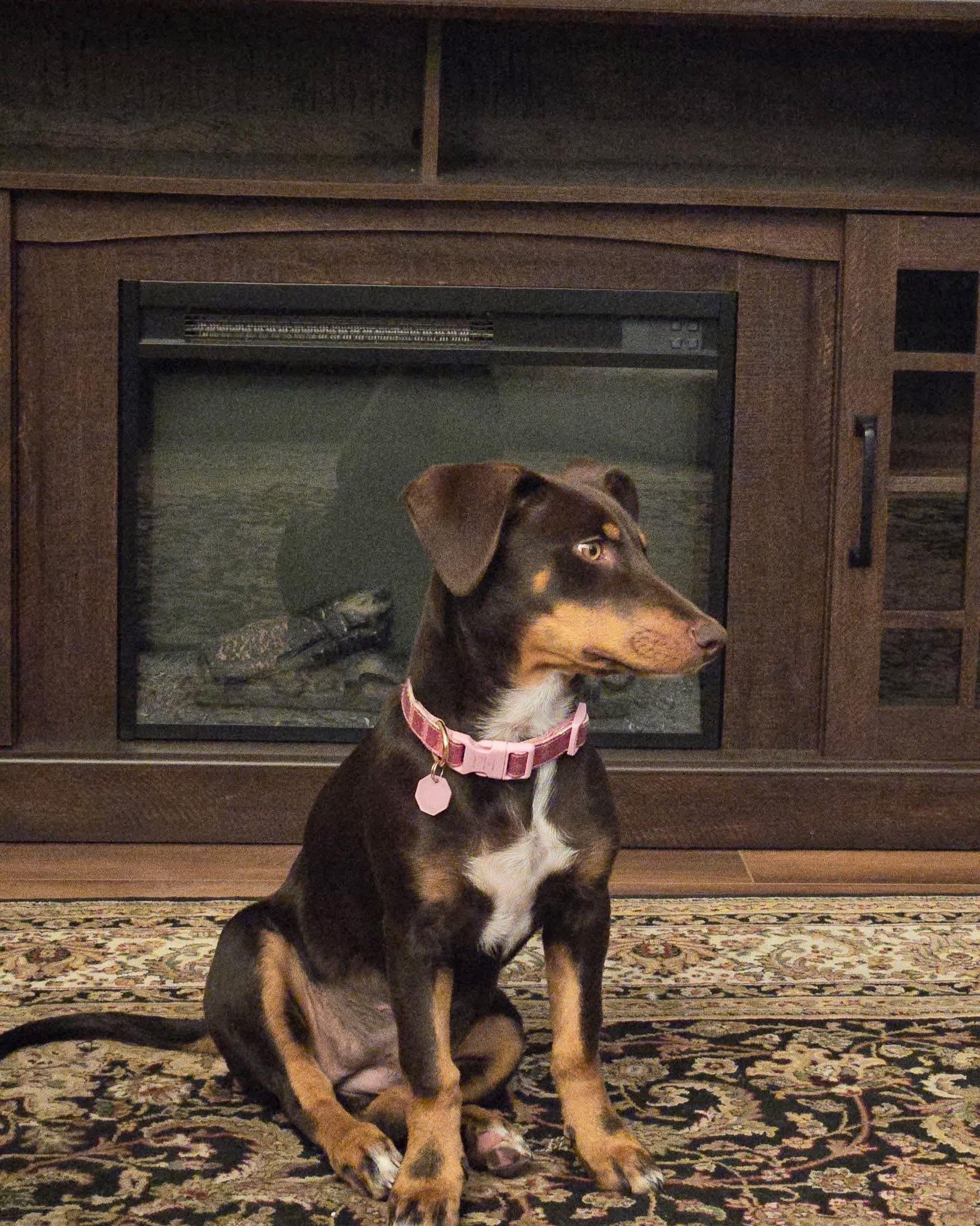 Enlarge Pippa aka Pepper, a ADOPTABLE mixed breed in Bakersfield, CA image 3/3