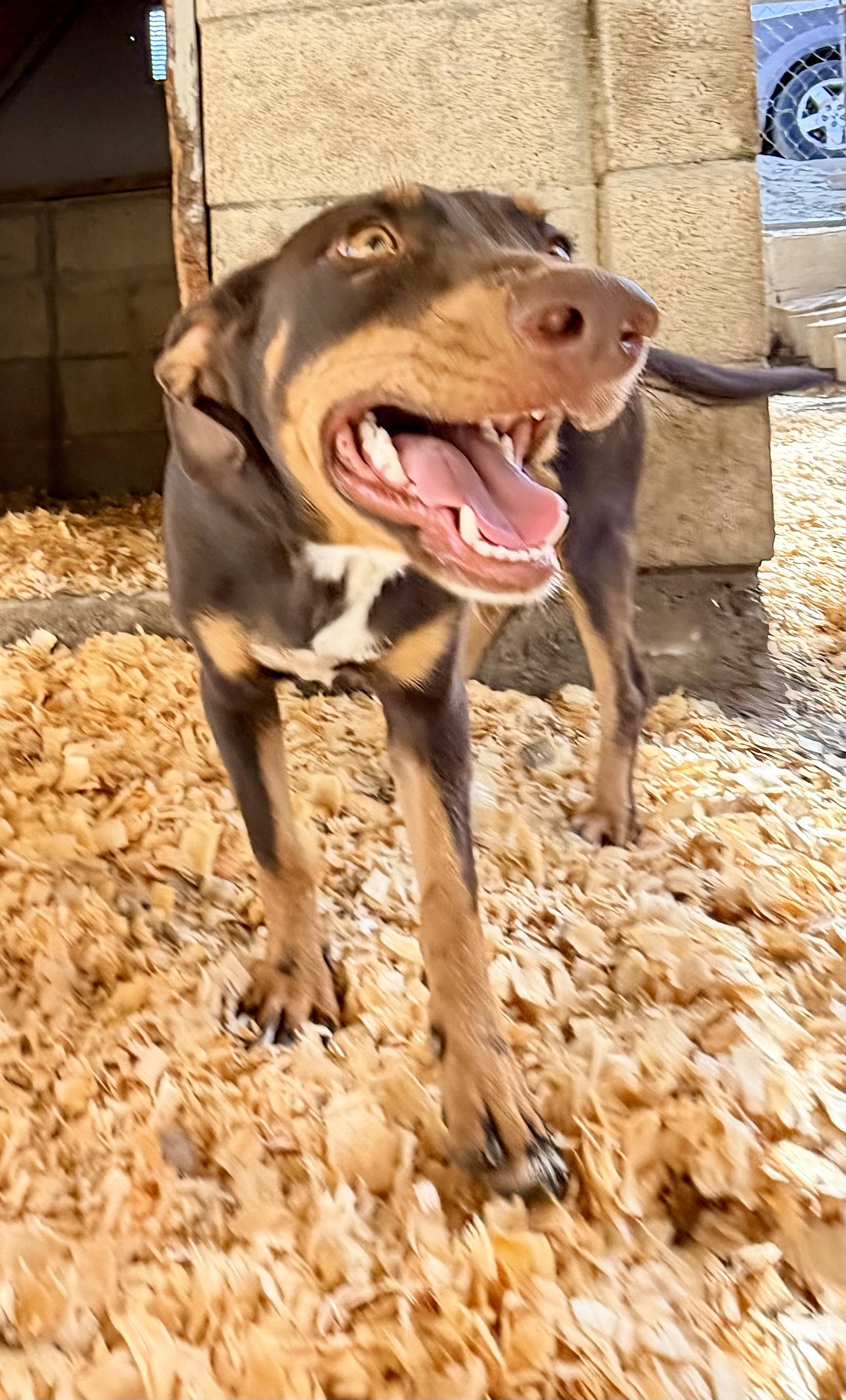 Pippa, a ADOPTABLE mixed breed in Bakersfield, CA image 6/6