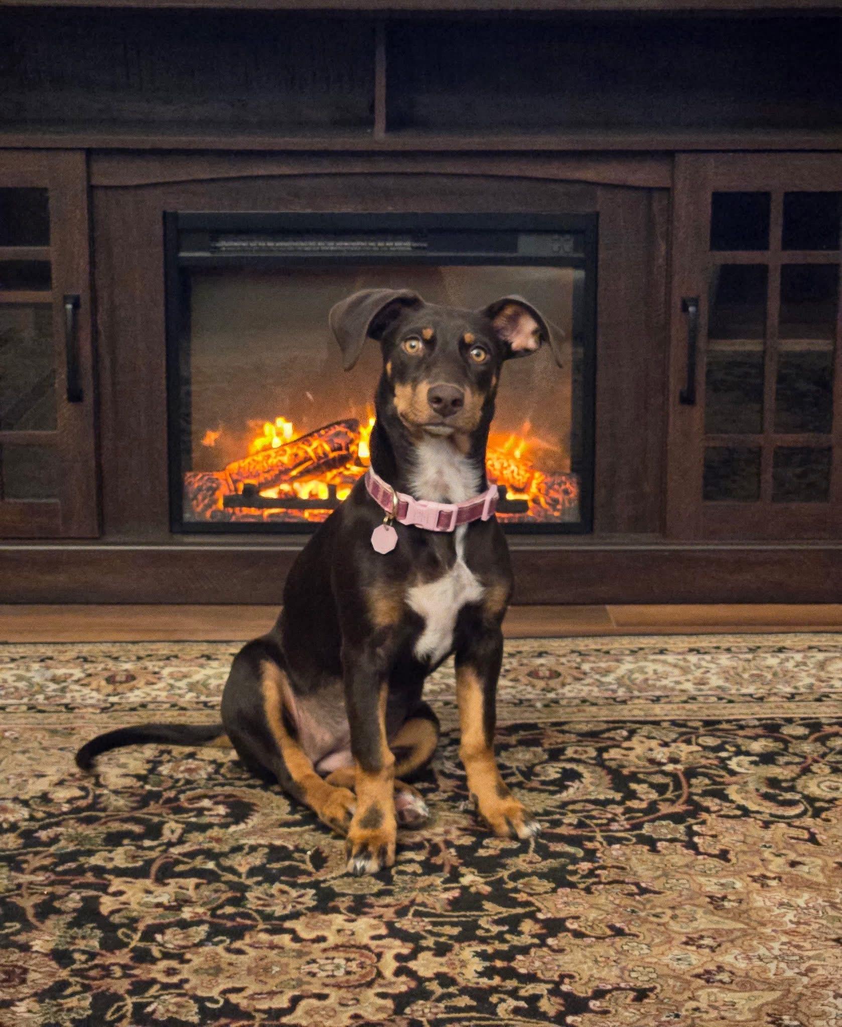Enlarge Pippa aka Pepper, a ADOPTABLE mixed breed in Bakersfield, CA image 1/3