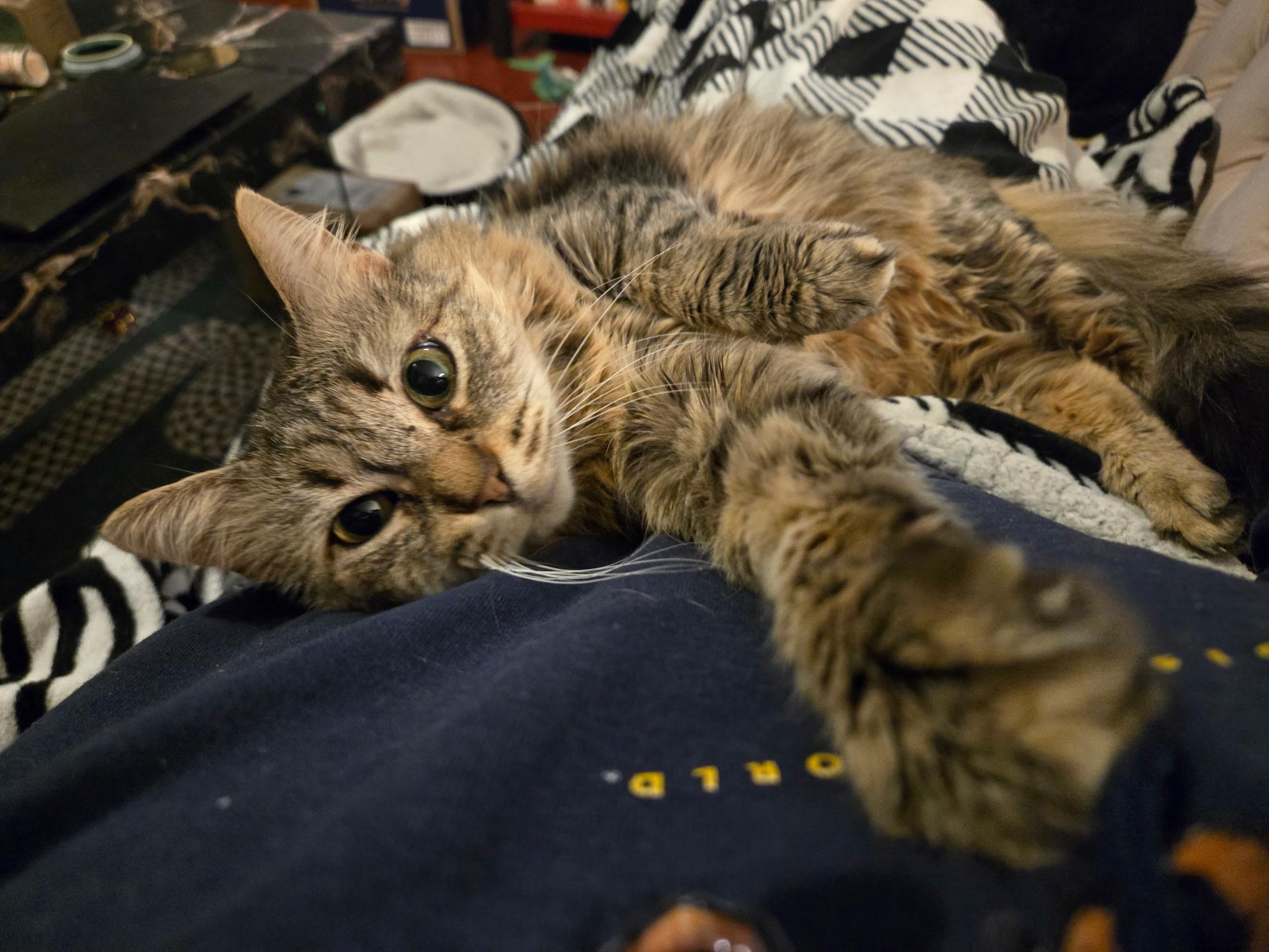 Enlarge Sailor, a Adoptable Domestic Medium Hair in Albany, NY image 2/6