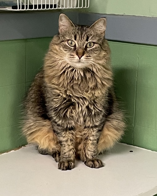 Sailor, Adoptable, Adult Female Domestic Medium Hair.