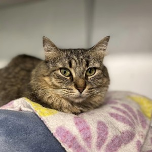 Sailor, a Adoptable Domestic Medium Hair in Albany, NY image 2/5