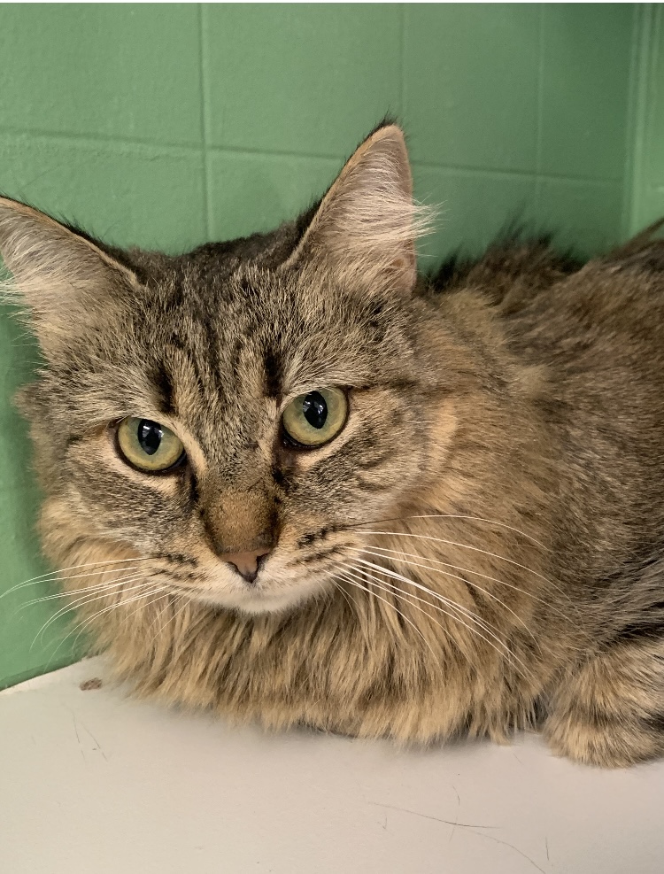 Sailor, a Adoptable Domestic Medium Hair in Albany, NY image 3/5