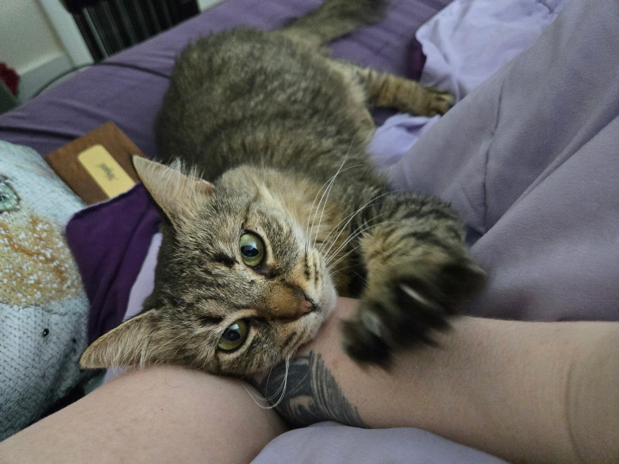 Enlarge Sailor, a Adoptable Domestic Medium Hair in Albany, NY image 6/6