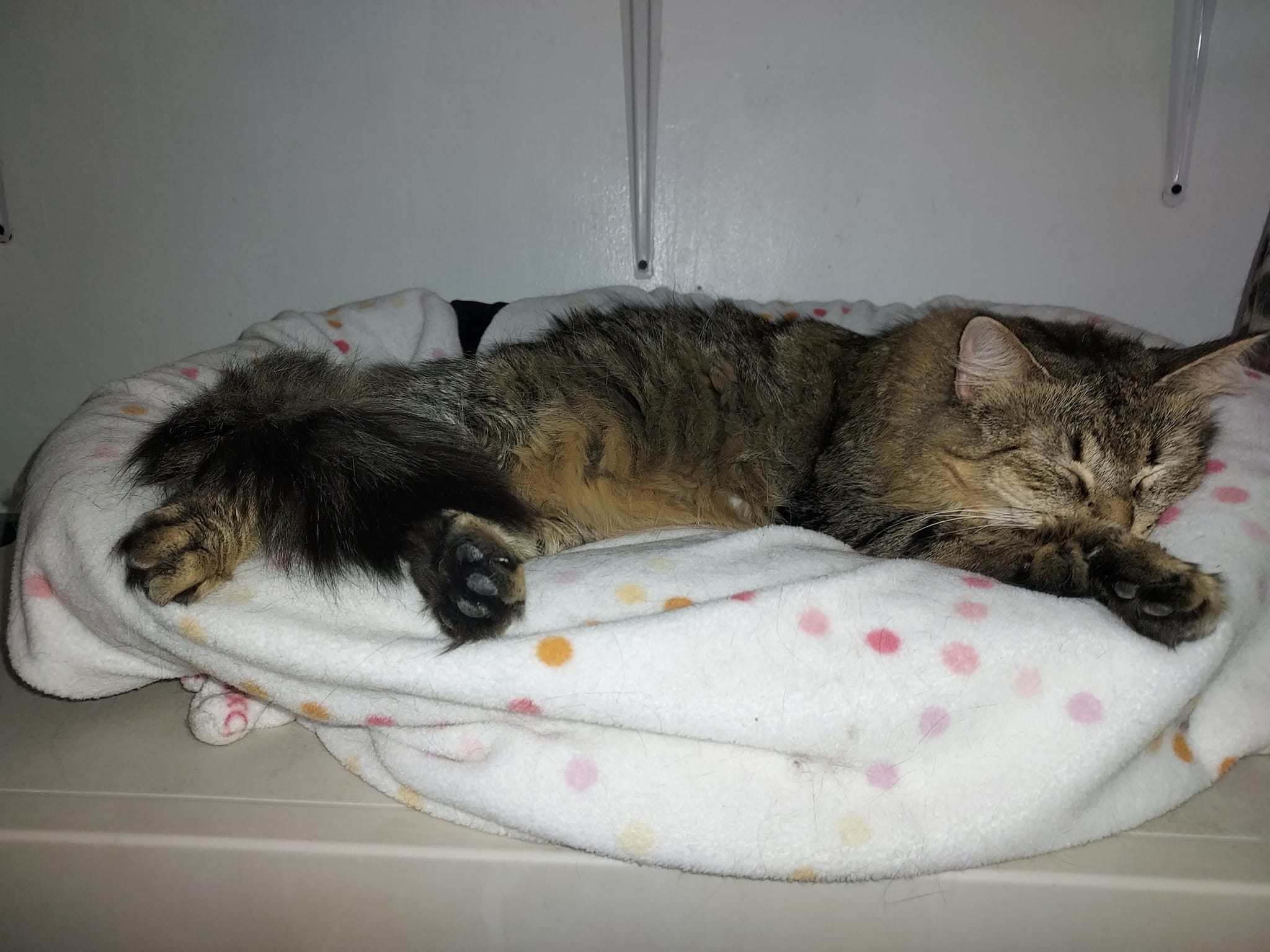 Sailor, a Adoptable Domestic Medium Hair in Albany, NY image 4/5