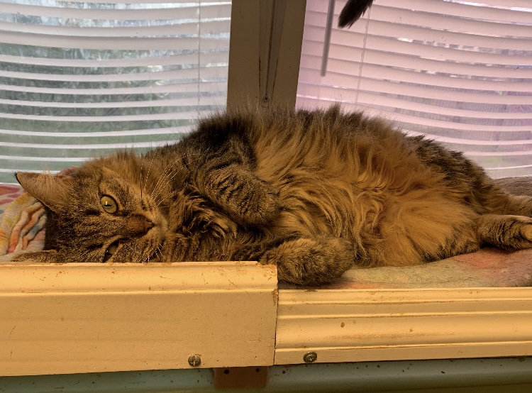 Sailor, a Adoptable Domestic Medium Hair in Albany, NY image 5/5