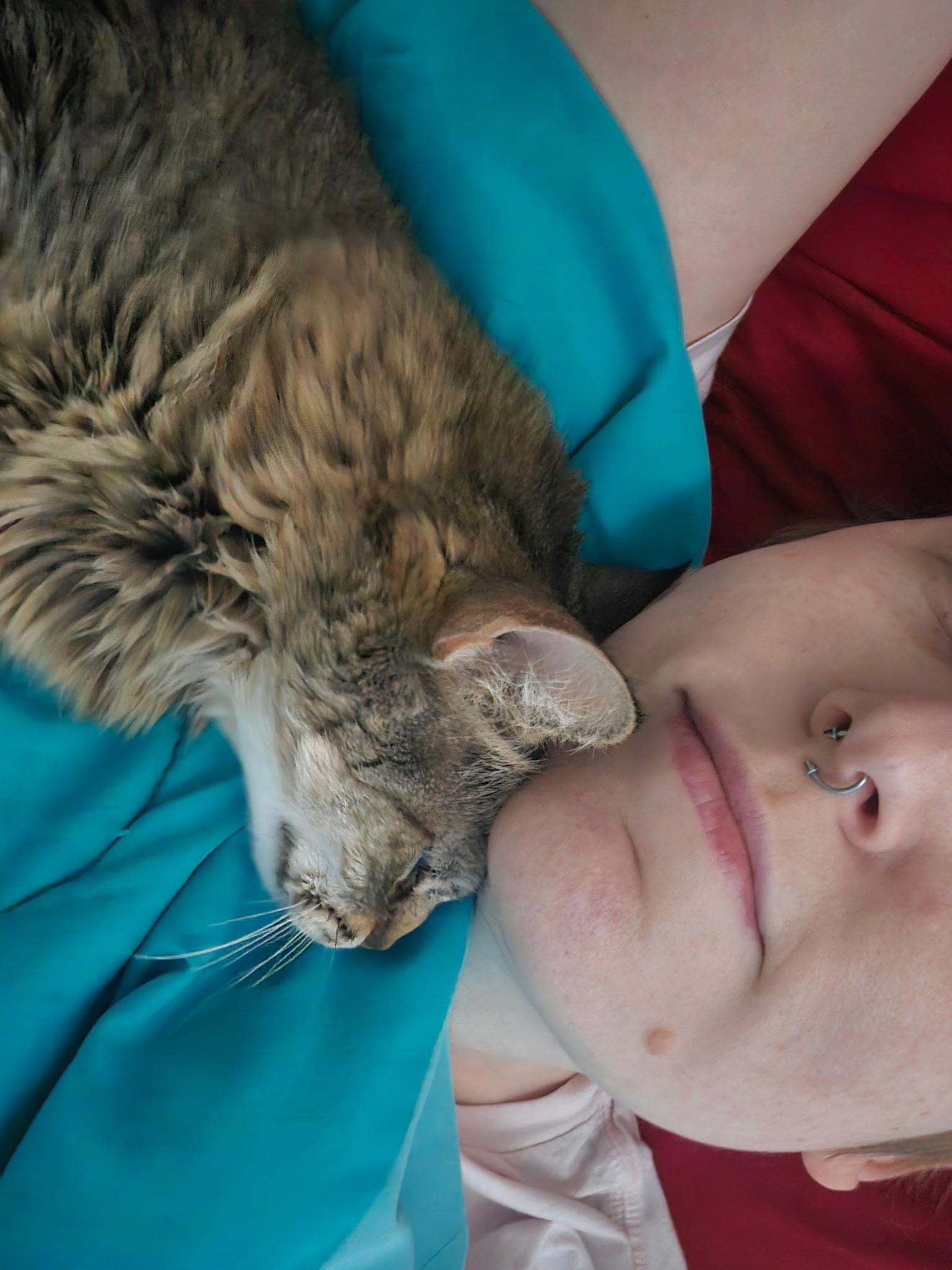 Enlarge Sailor, a Adoptable Domestic Medium Hair in Albany, NY image 4/6