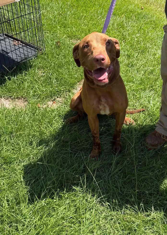 Brownie, Adoptable, Young Female Pit Bull Terrier.