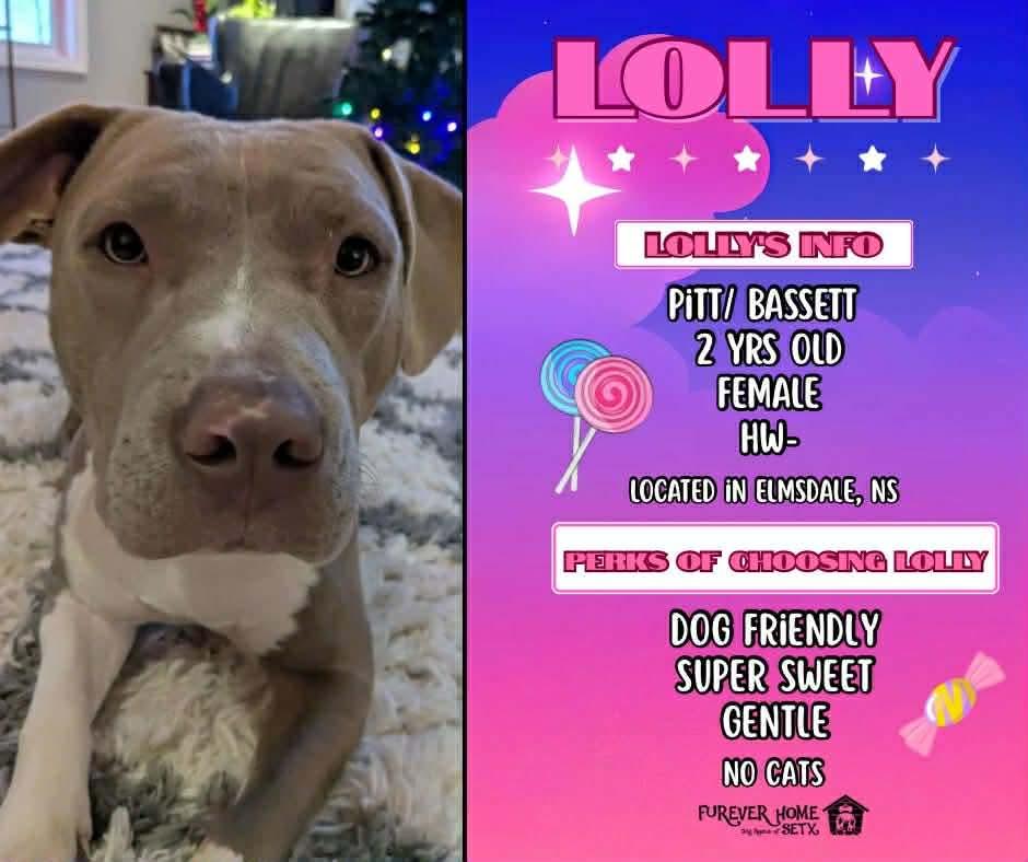 Lolly, adopted, Adult Female Pit Bull Terrier & Basset Hound.