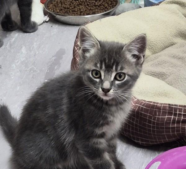 Pleco, Adoptable, Kitten Male Domestic Short Hair.