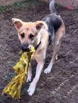 Enlarge Abbey/Lucy, a Adoptable German Shepherd Dog in Blue Ridge, GA image 3/5