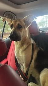 Enlarge Abbey/Lucy, a Adoptable German Shepherd Dog in Blue Ridge, GA image 4/5