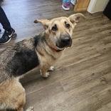 Enlarge Abbey/Lucy, a Adoptable German Shepherd Dog in Blue Ridge, GA image 5/5