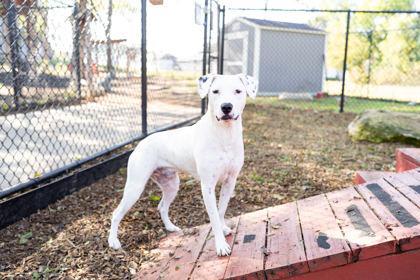 Enlarge Pongo, a Adoptable mixed breed in Carrollton, TX image 1/3