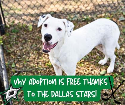 Enlarge Pongo, a Adoptable mixed breed in Carrollton, TX image 2/3