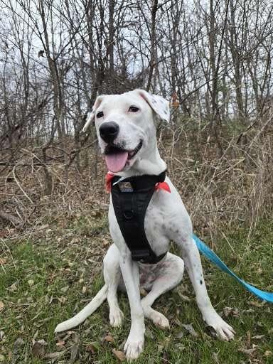 Enlarge Pongo, a Adoptable mixed breed in Carrollton, TX image 3/3