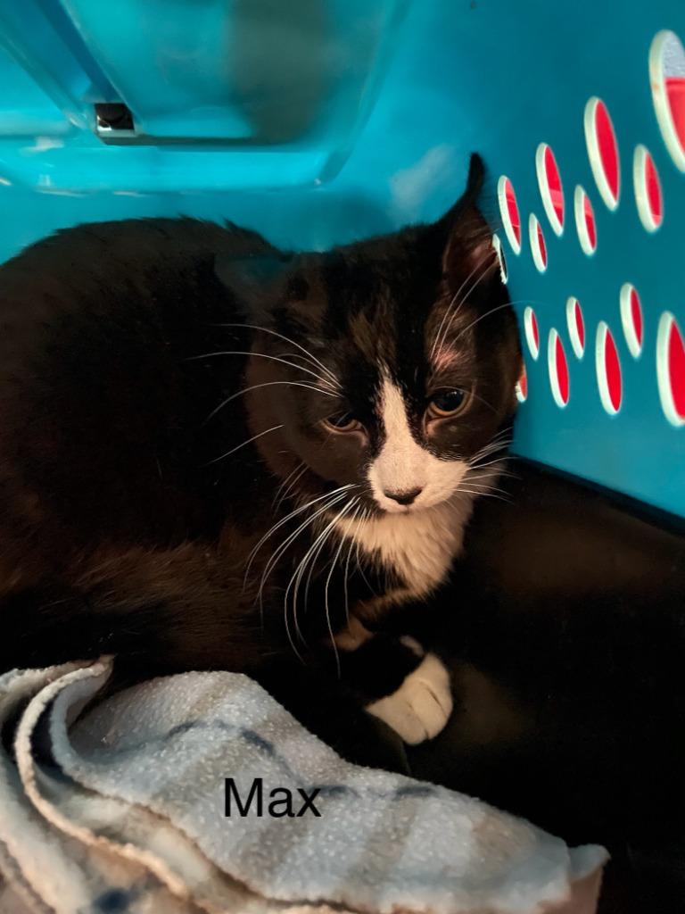 Enlarge Max, a Adoptable mixed breed in Crossville, TN image 2/2