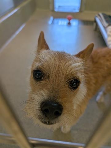 TRUFFLES, Adoptable, Young Female Terrier & Mixed Breed.