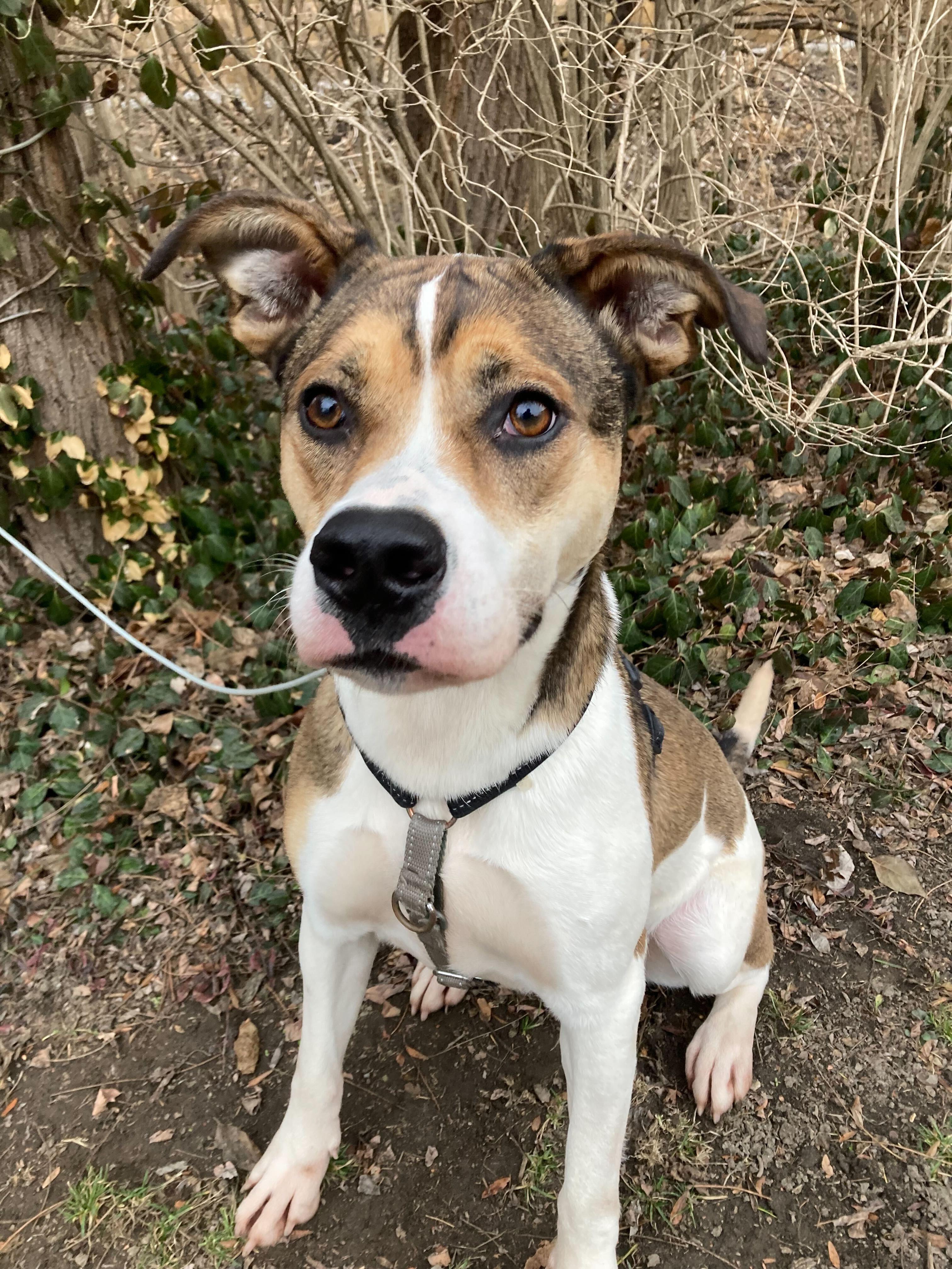 Dhalia, ADOPTABLE, Young Female German Shepherd Dog & Beagle.