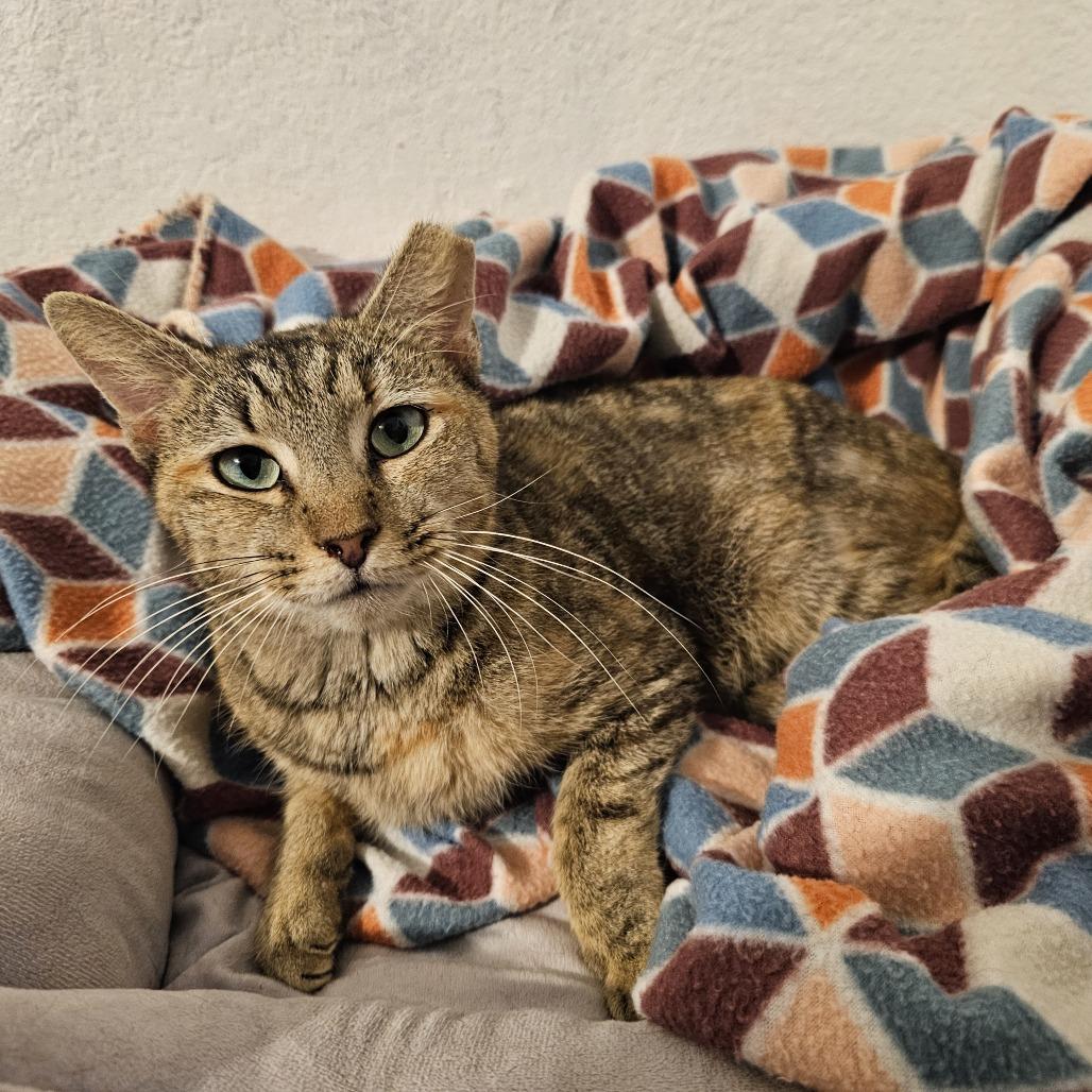 Enlarge Jezabell, a Adoptable Domestic Short Hair in Lake Panasoffkee, FL image 2/5