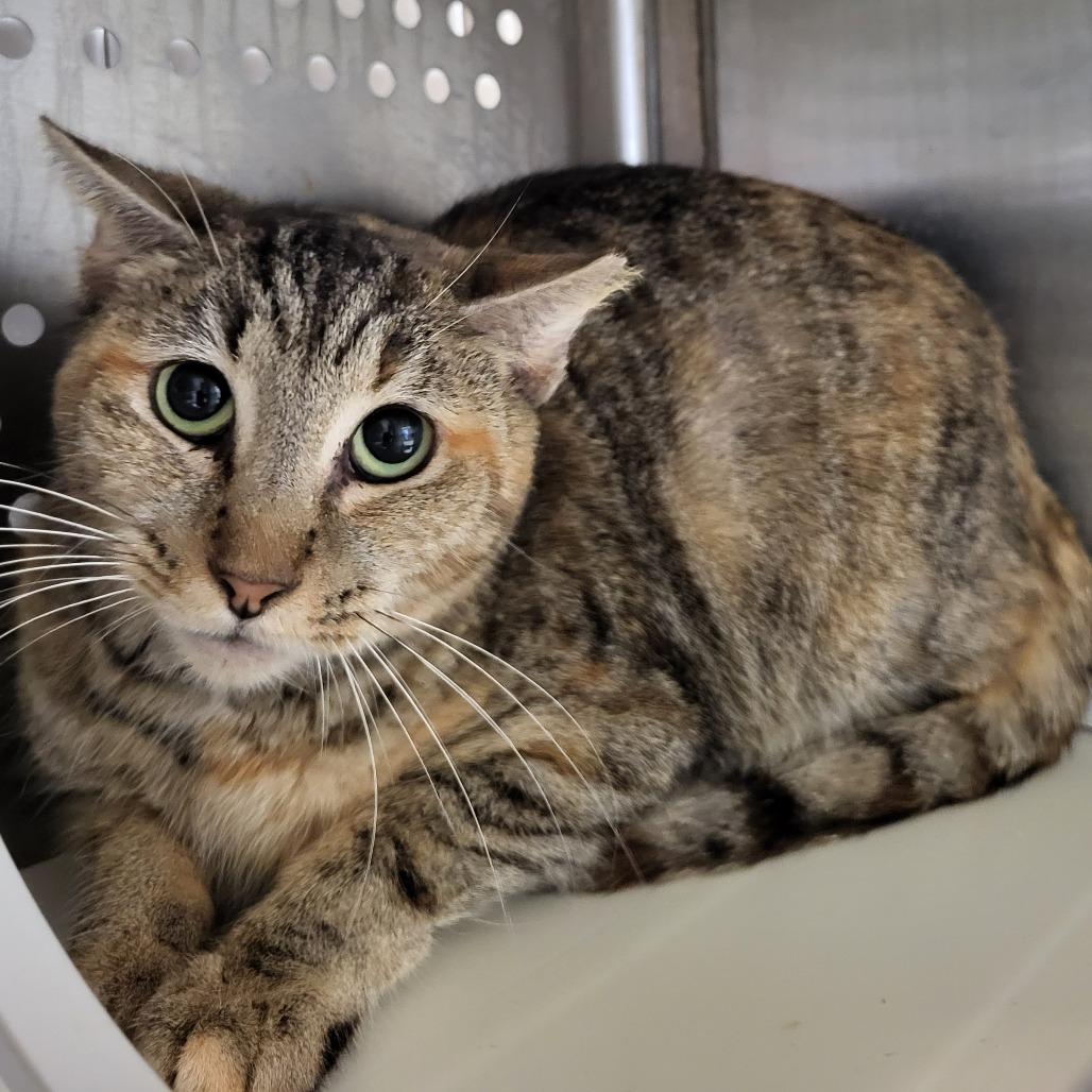 Enlarge Jezabell, a Adoptable Domestic Short Hair in Lake Panasoffkee, FL image 4/5