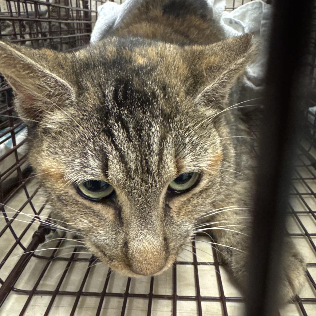 Enlarge Jezabell, a Adoptable Domestic Short Hair in Lake Panasoffkee, FL image 5/5