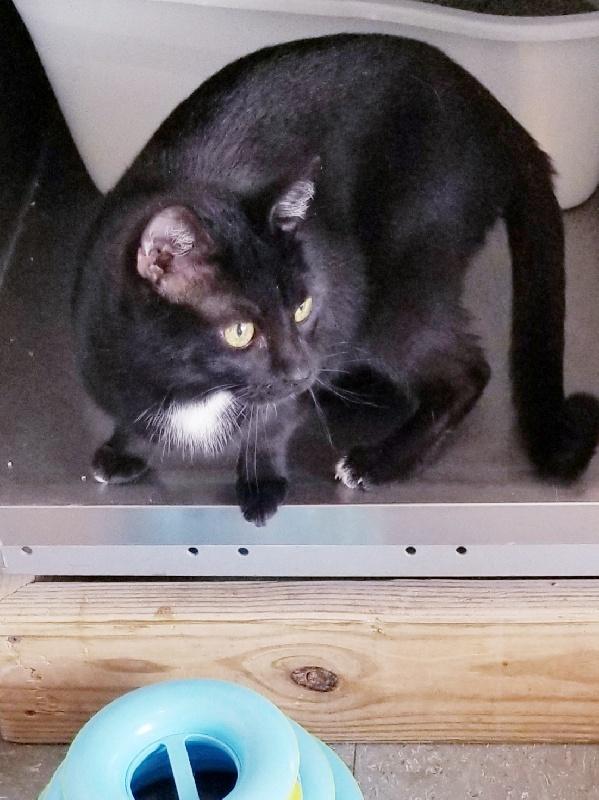 PJ, ADOPTABLE, Adult Male American Shorthair.