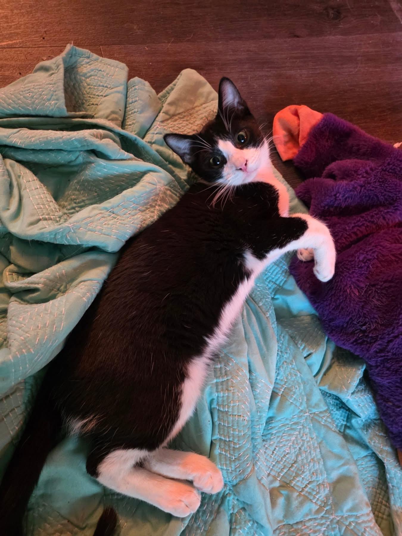 Bellamy, Adoptable, Young Male Domestic Short Hair.