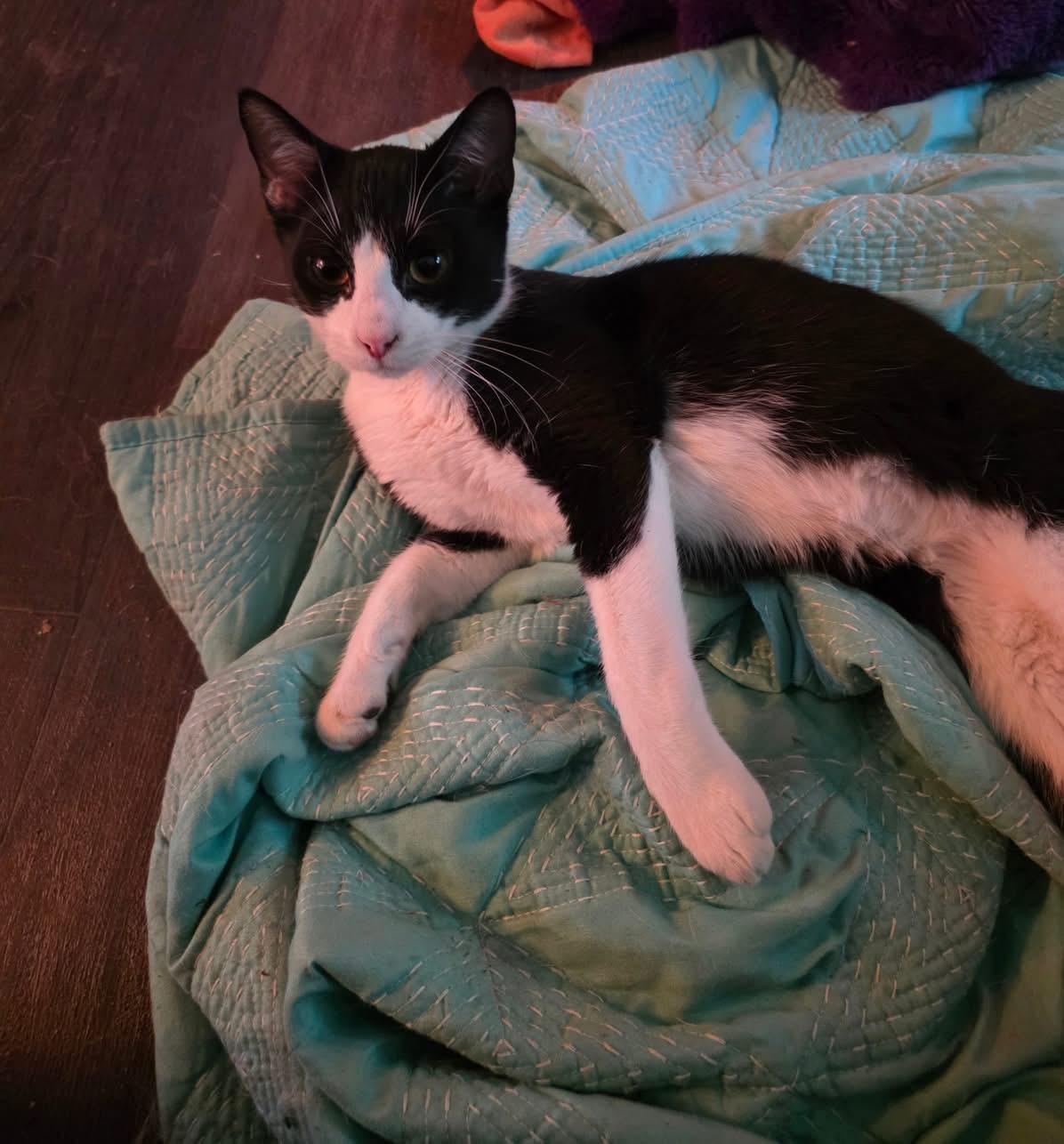 Bellamy, a Adoptable Domestic Short Hair in Manhattan, KS image 2/2