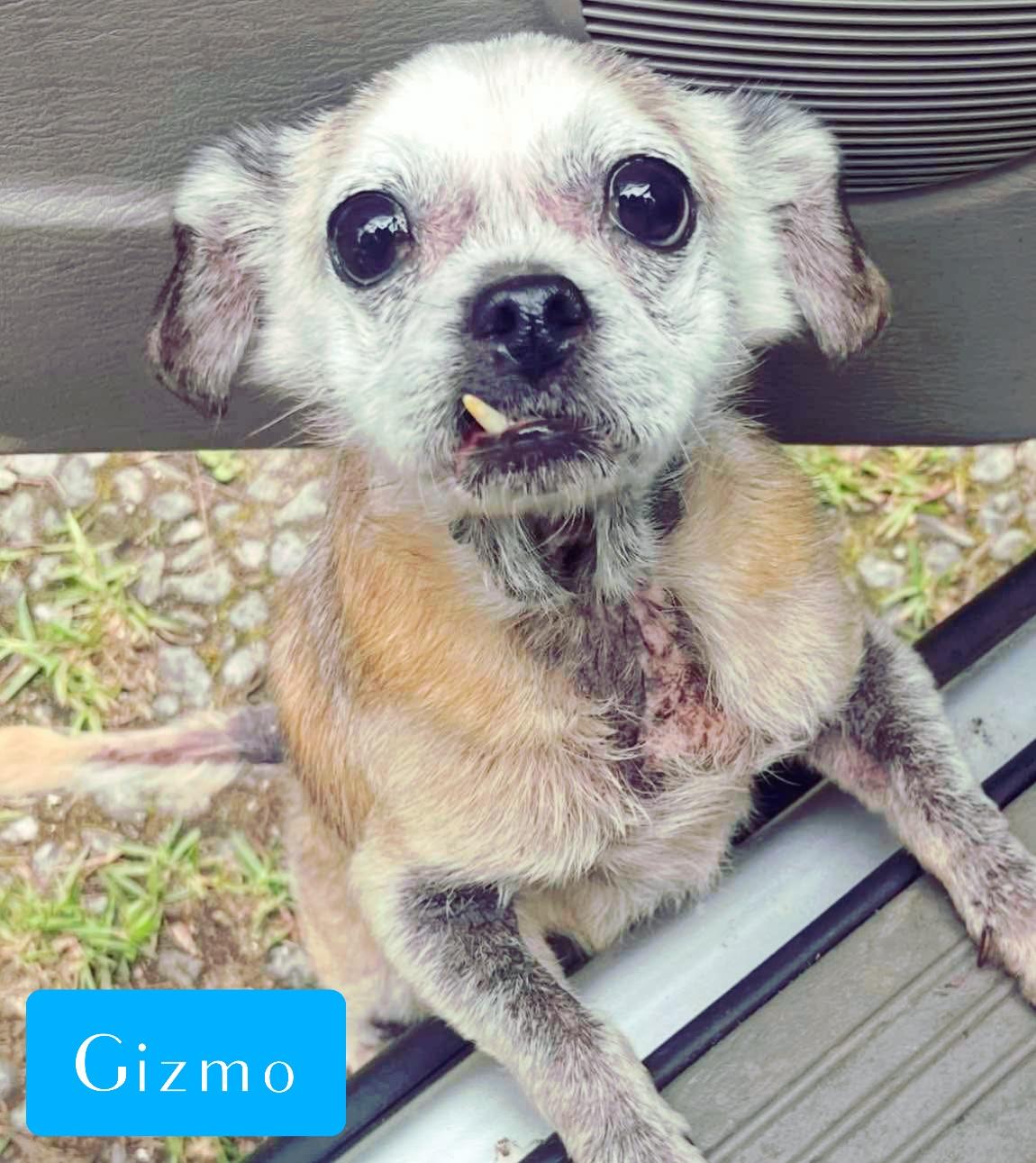 Gizmo, adopted, Senior Male Chihuahua.