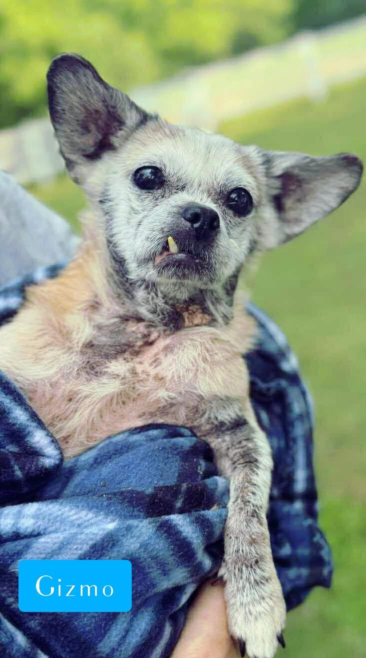 Enlarge Gizmo, an adopted mixed breed in Stockbridge, GA image 2/3