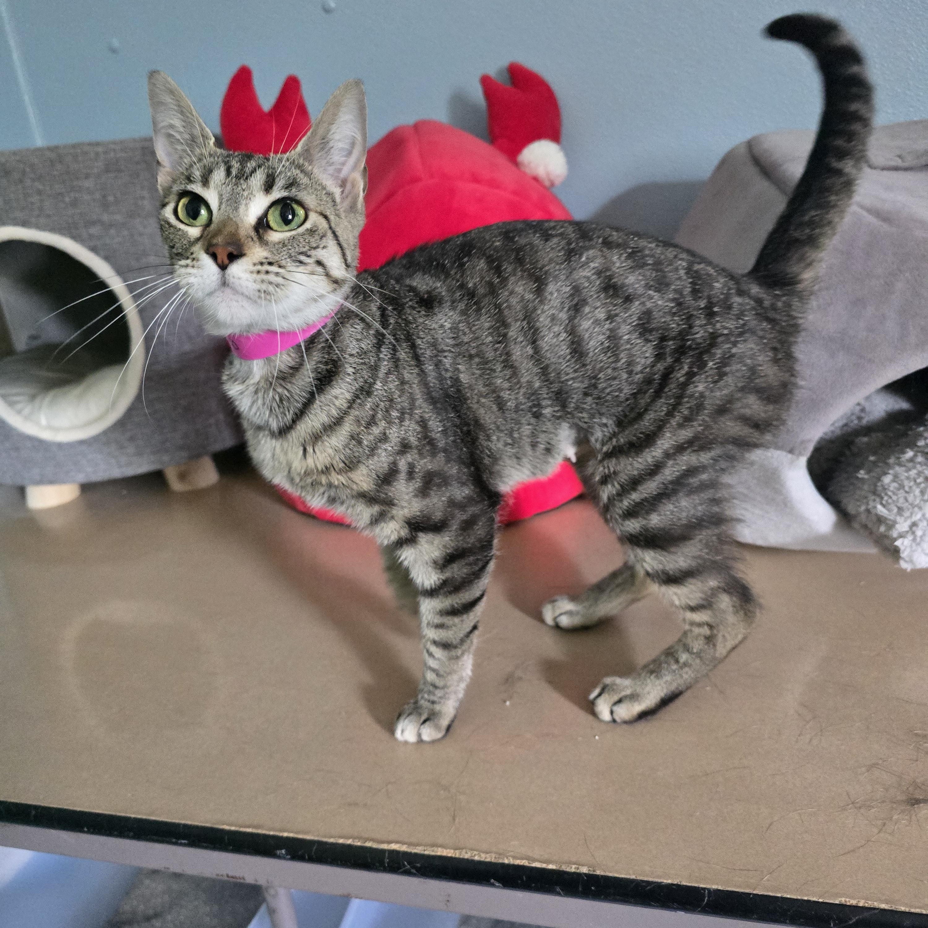 Mango, Adoptable, Young Female Domestic Short Hair.