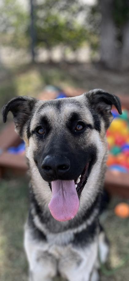 Sabre — thumbnail 3