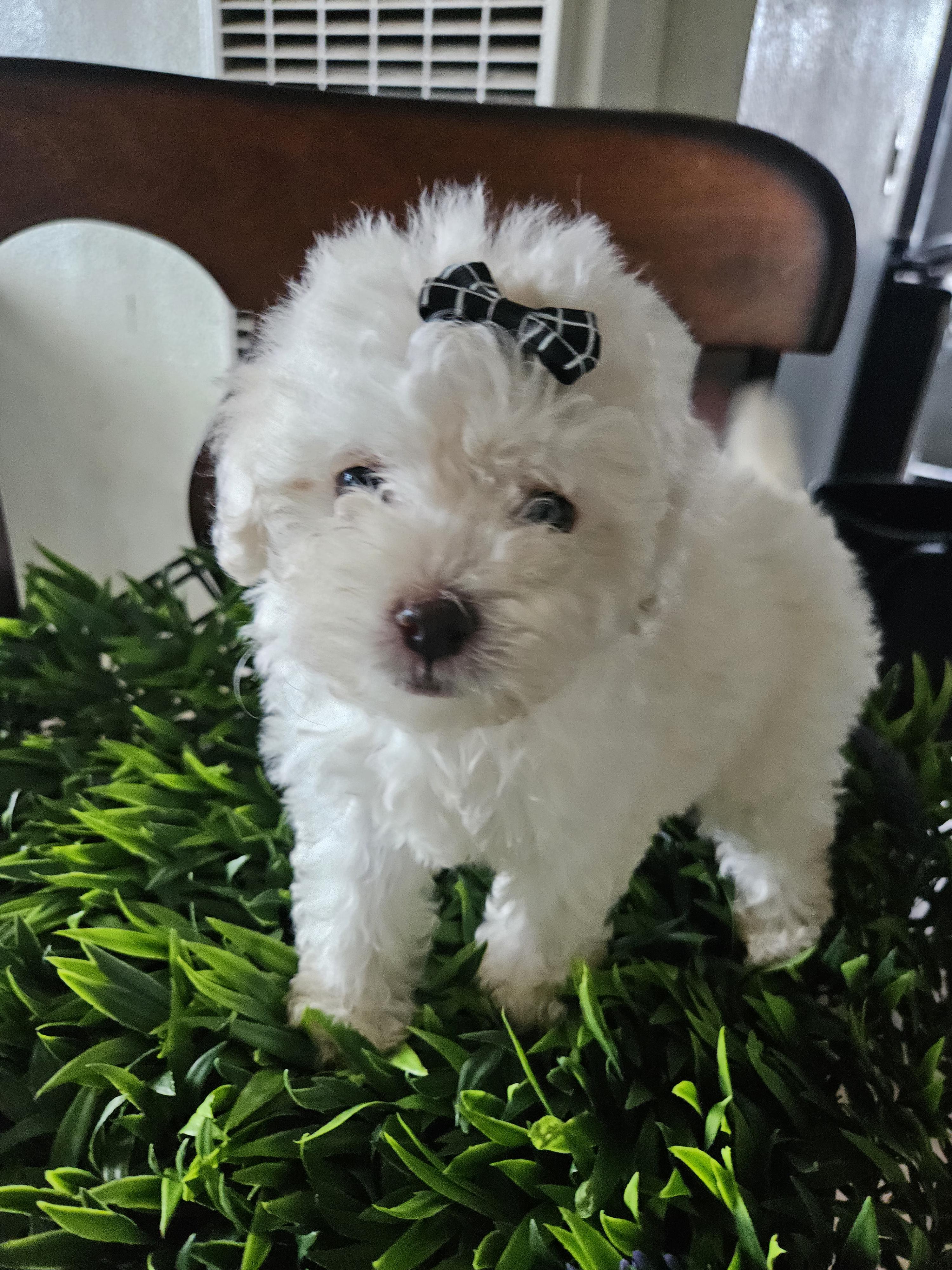 Enlarge Snowy, a Adopted mixed breed in Los Angeles, CA image 3/5