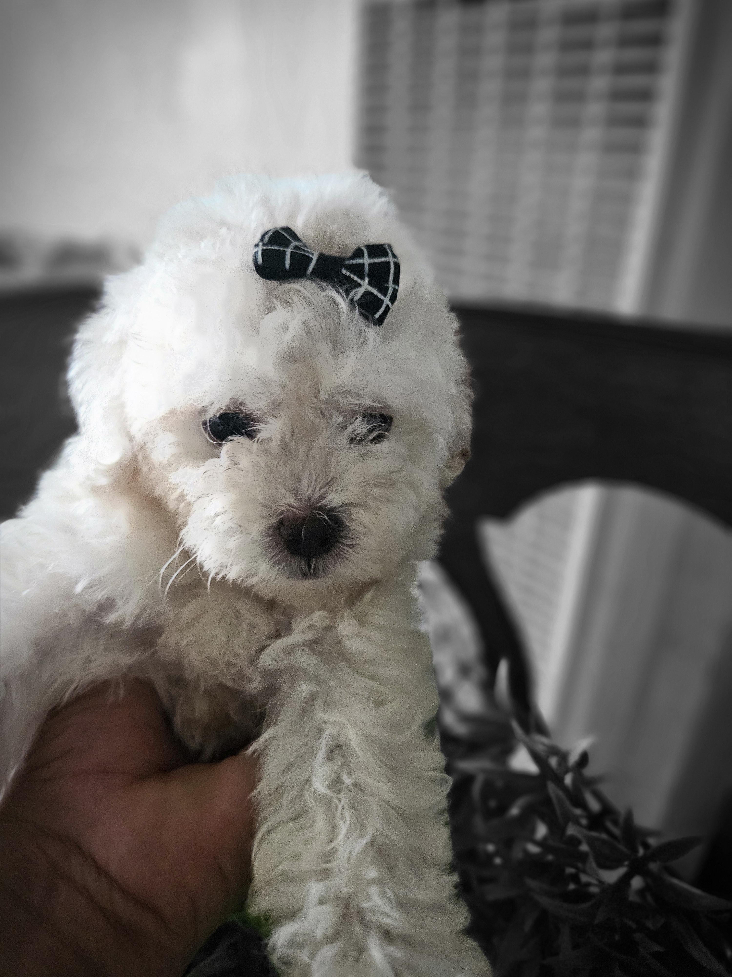 Enlarge Snowy, a Adopted mixed breed in Los Angeles, CA image 2/5