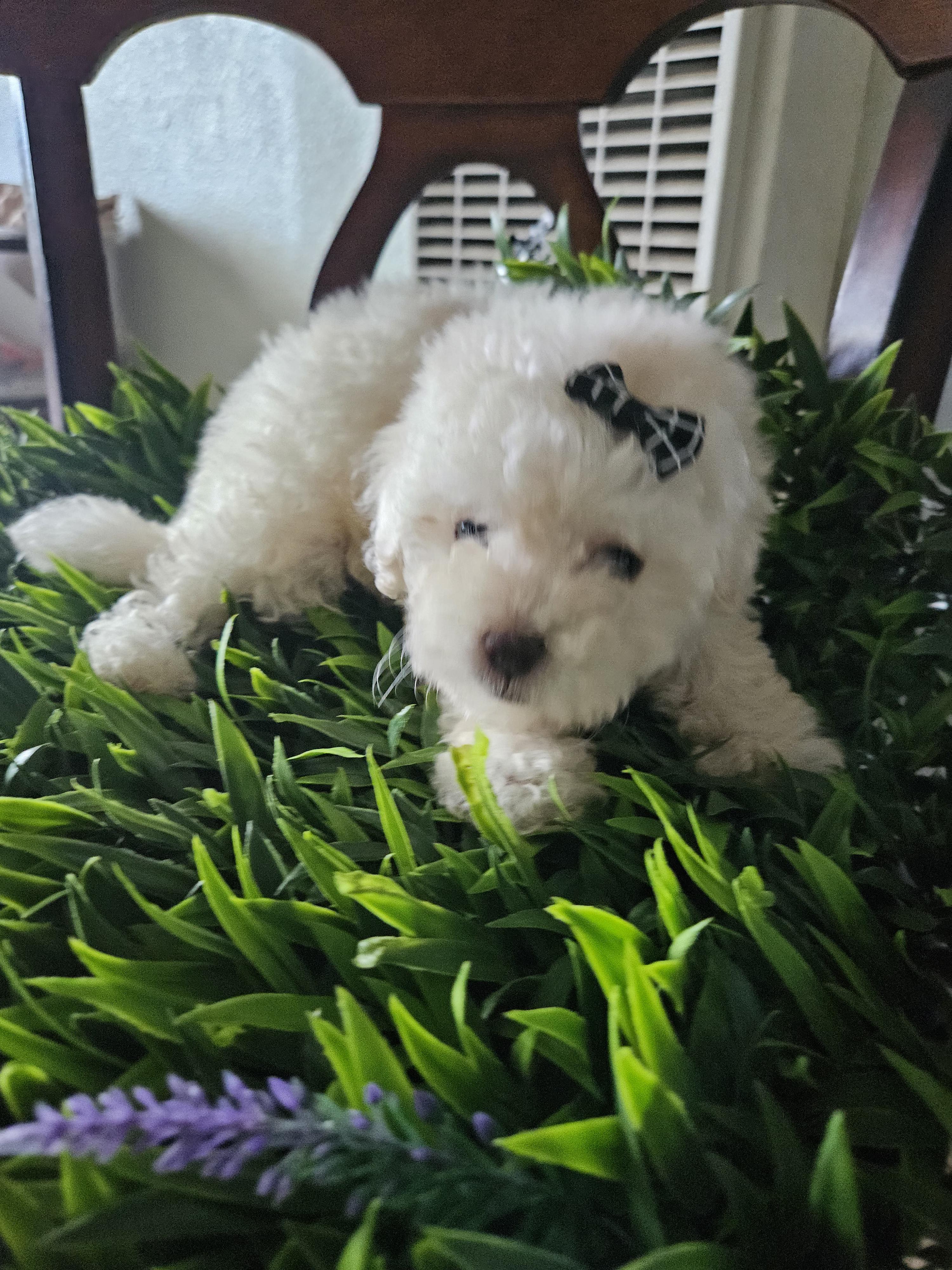 Snowy, Adopted, Puppy Female Maltipoo.