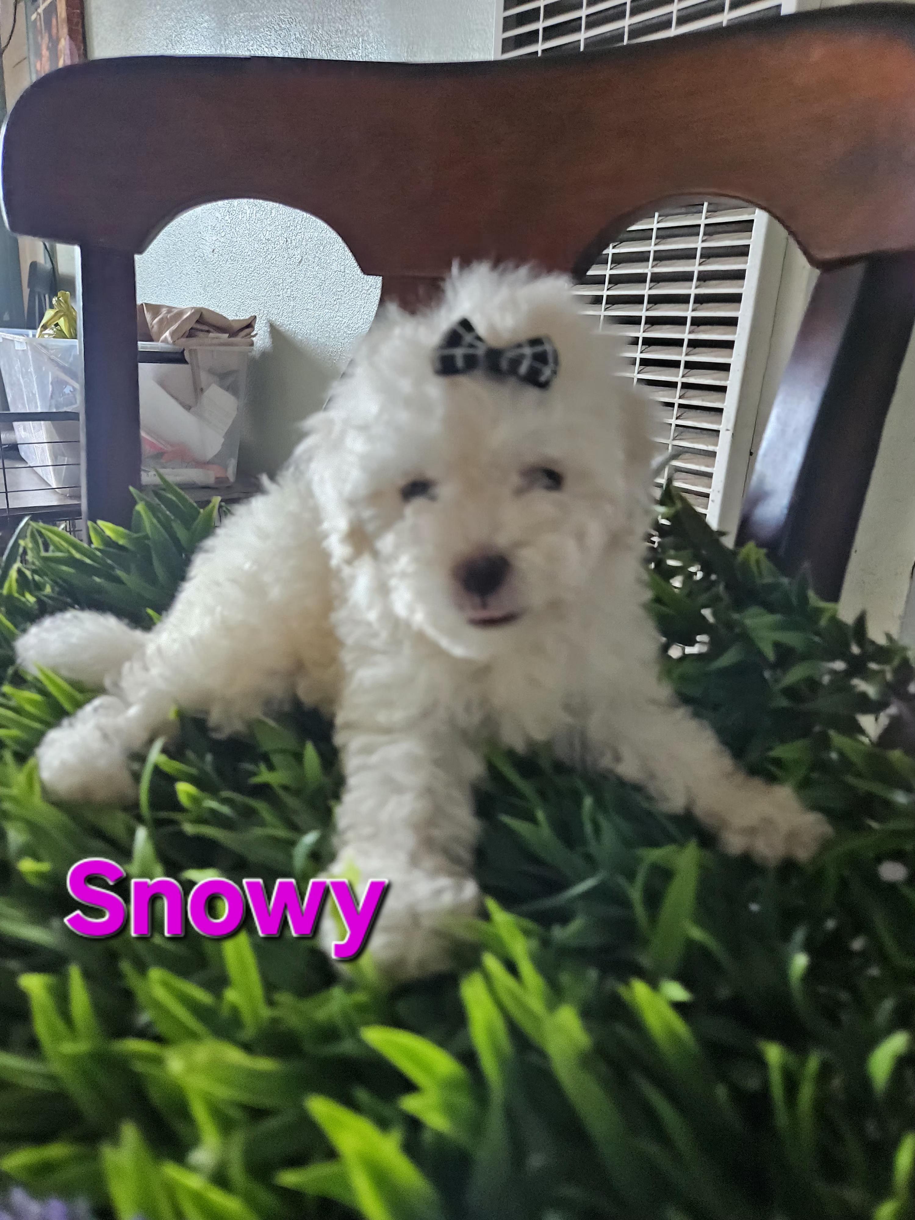 Enlarge Snowy, a Adopted mixed breed in Los Angeles, CA image 5/5