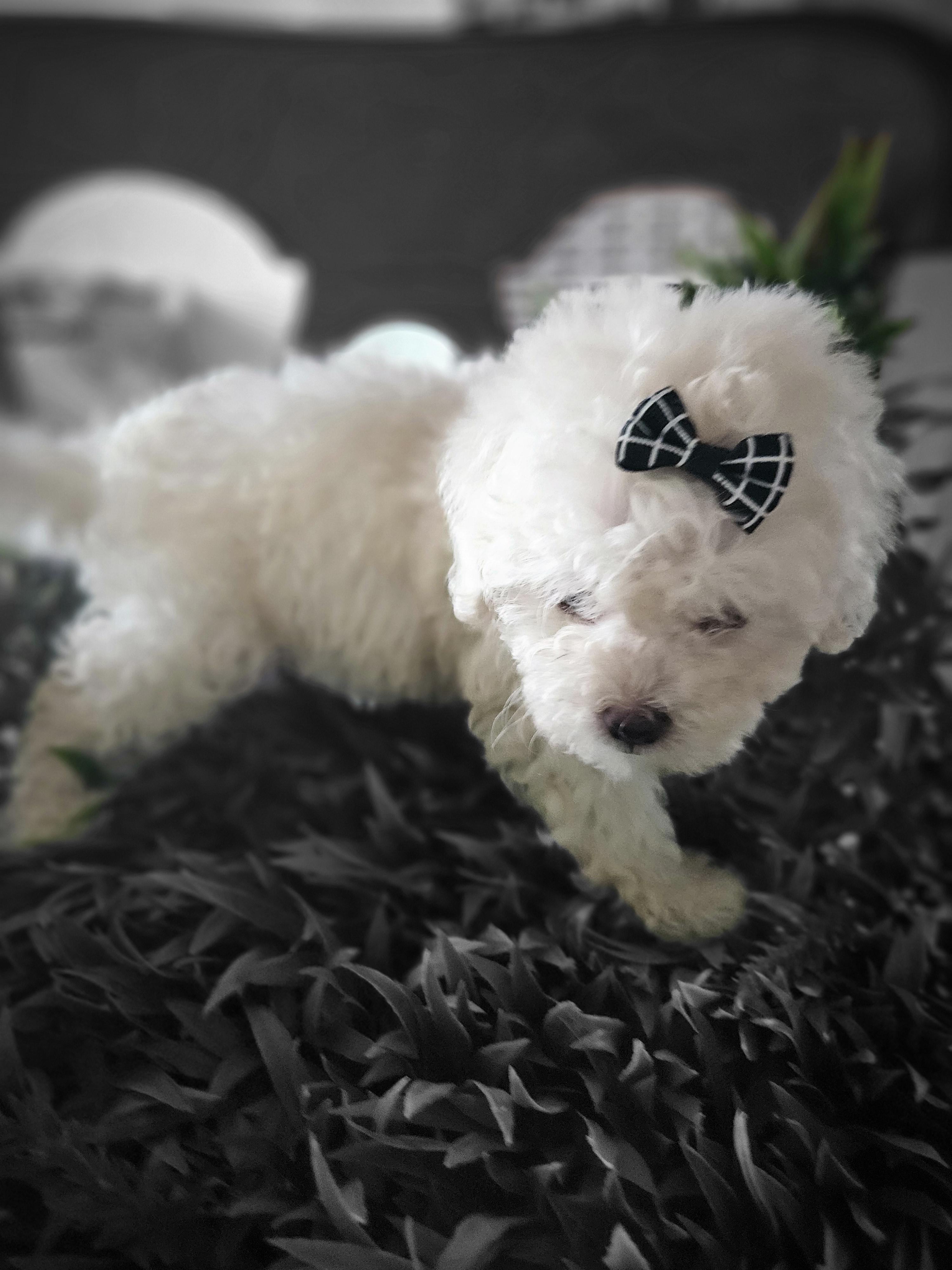 Enlarge Snowy, a Adopted mixed breed in Los Angeles, CA image 4/5