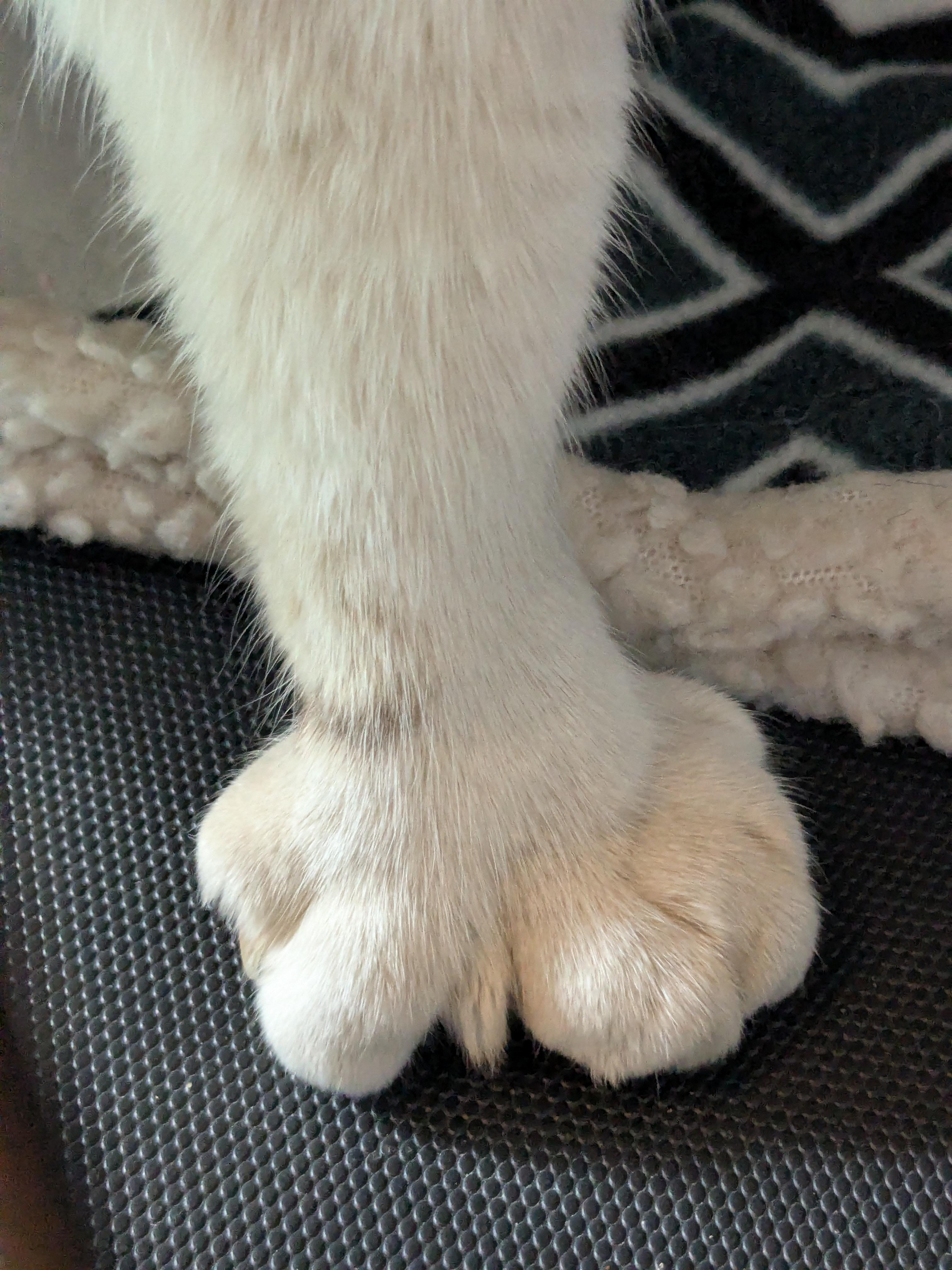 Zorro, Adoptable, Kitten Male Domestic Short Hair.