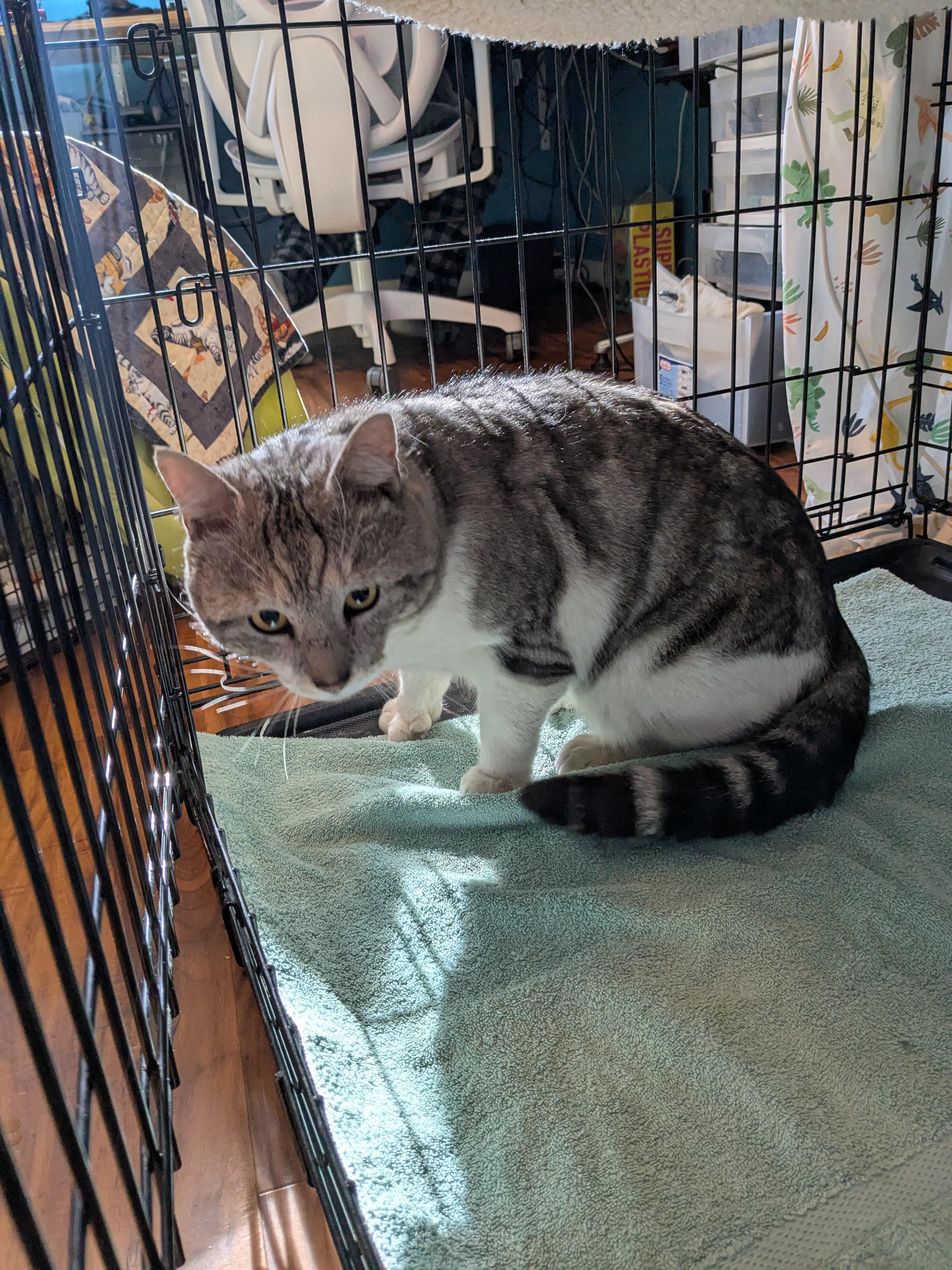 Enlarge Zorro, a Adoptable Domestic Short Hair in Burlington, VT image 2/6